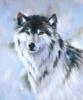   night_wolf
