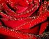   red flawer